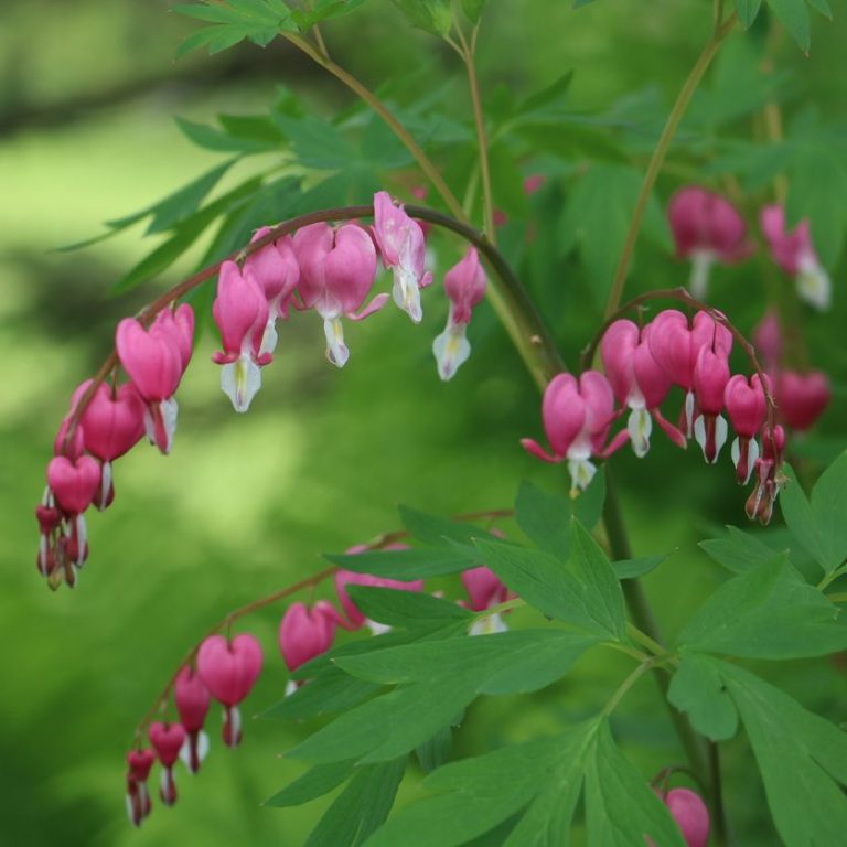 Herzblattblumen mit rosa Blüten und grünen Blättern in einer natürlichen Umgebung. Tränendes Herz