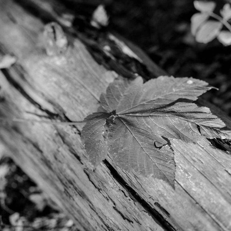 Grünes Blatt auf einem Baumstamm in Schwarz-Weiß.