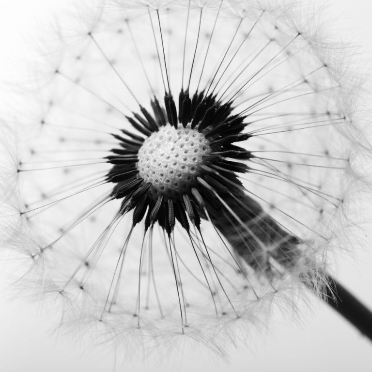 Detailaufnahme einer verblühten Löwenzahnblume Pusteblume in Schwarzweiß