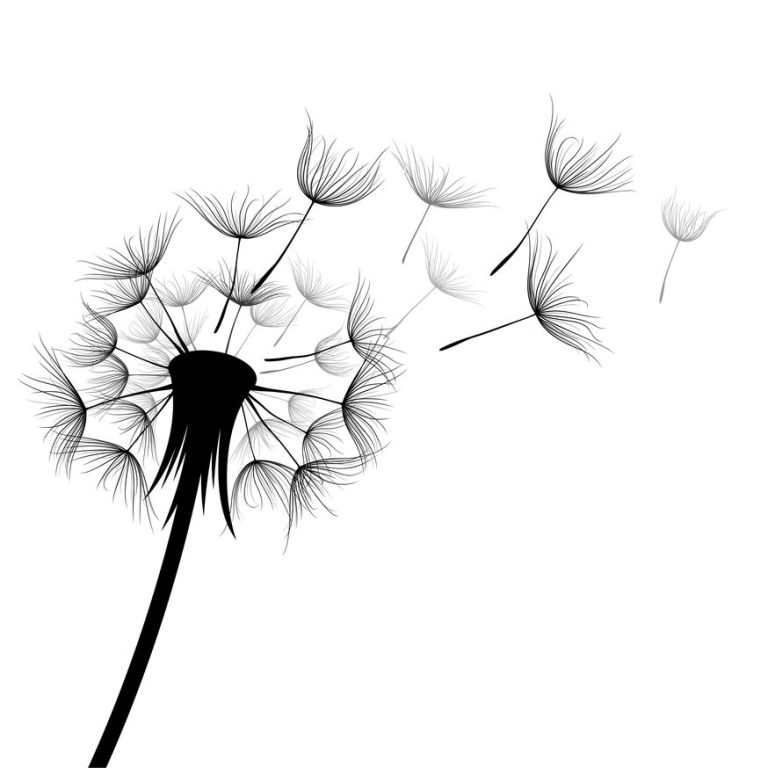 Eine Pusteblume, deren Flieder in den Wind fliegen.